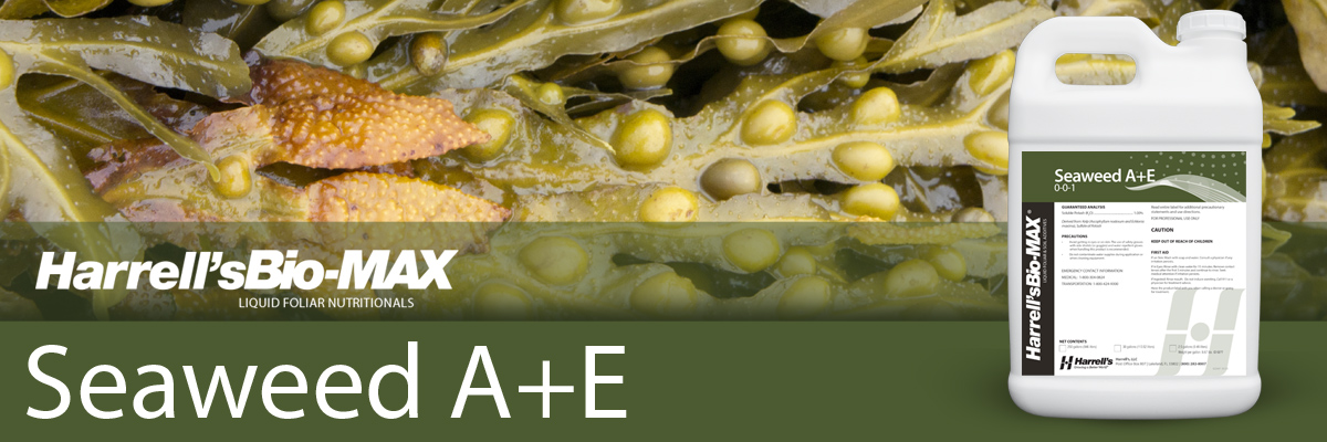 Seaweed A+E